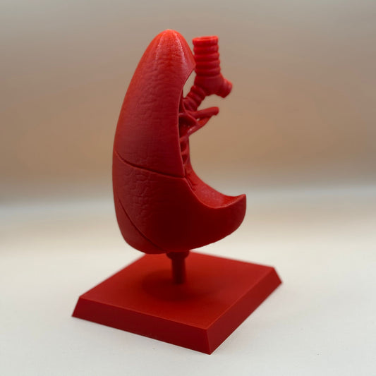 Machetă "Plămân" printată 3D